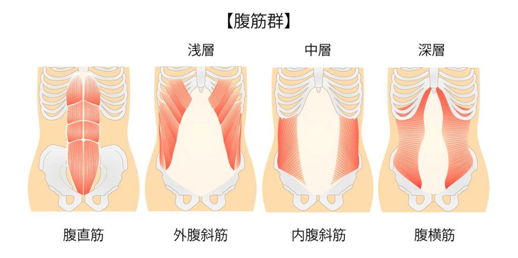 腹筋（腹直筋、腹斜筋、腹横筋など）のイラスト図